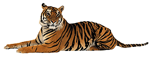Tiger animated